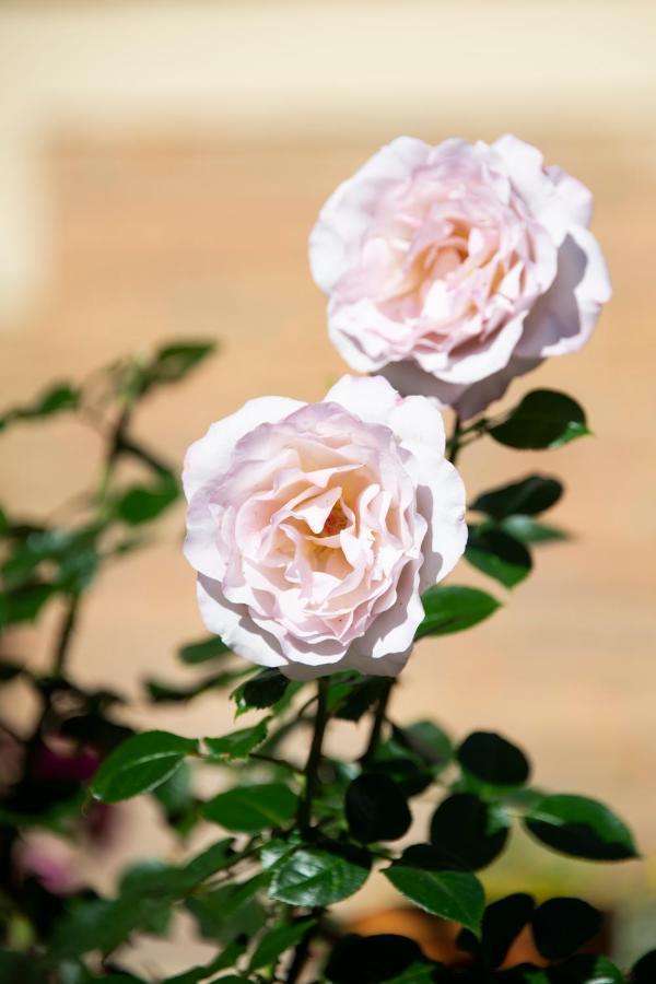 Jane'Laur - Honfleur Bed & Breakfast Ngoại thất bức ảnh
